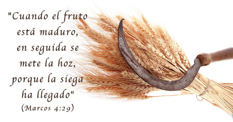 Cuando el fruto está maduro, en seguida se mete la hoz, porque la siega ha llegado (Mr 4:29)