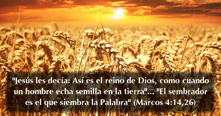 Jesús les decía: Así es el reino de Dios, como cuando un hombre echa semilla en la tierra.. El sembrador es el que siembra la palabra (Mr 4:14,26)